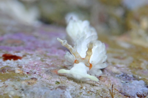 シロミノウミウシ