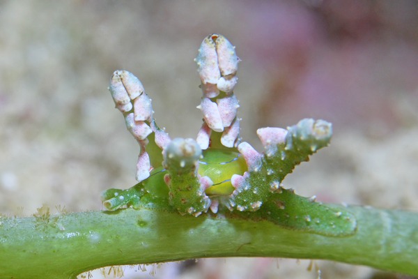 フリソデミドリガイ