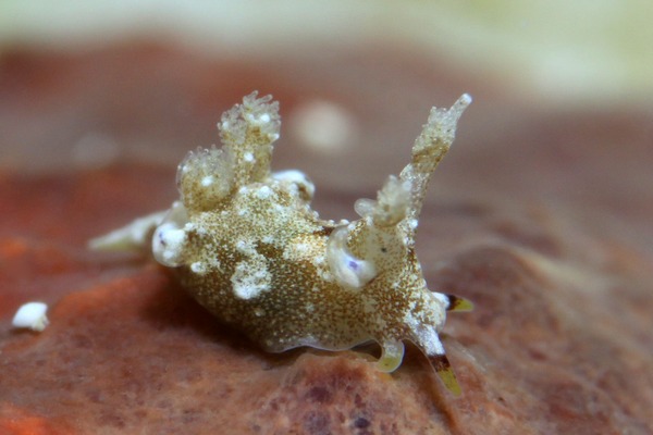 アオモンツガルウミウシ