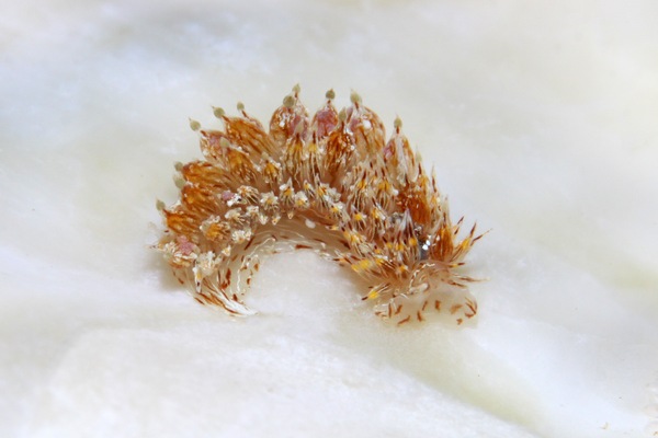 コヤナギウミウシ属の一種