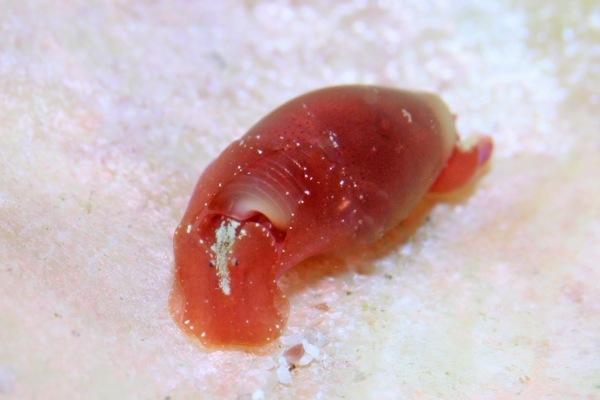 ミドリタマゴガイ