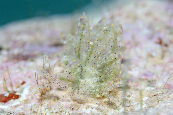 キホシウロコウミウシ