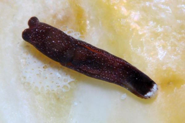 ウズマキキセワタ属の一種