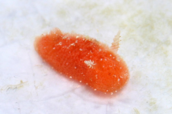 ガルガメッラ属の一種