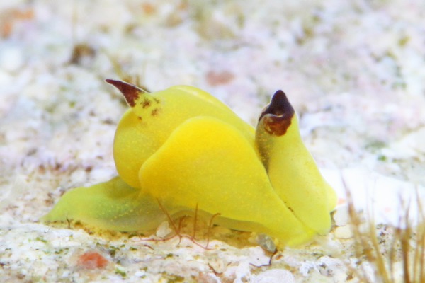 ダンボウミコチョウ