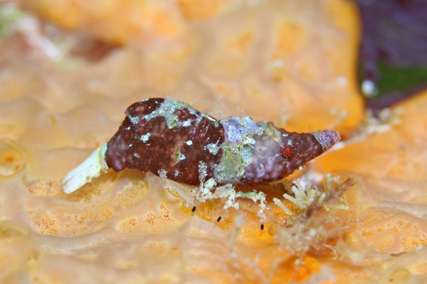 ラトレウテス・ビコルニス