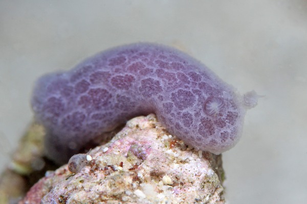 アオサメハダウミウシ