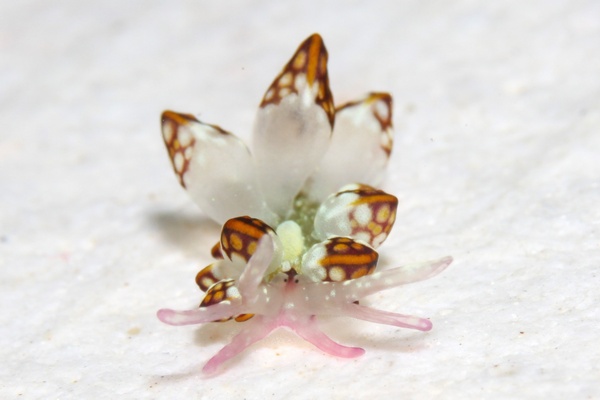 カノコウロコウミウシ