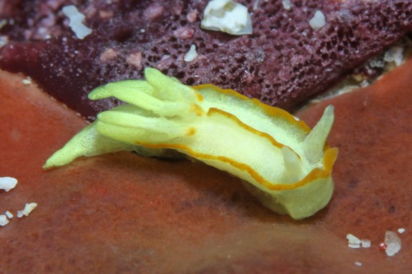 コトヒメウミウシ属の一種