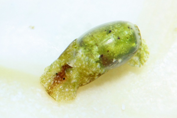 キバカイコガイ