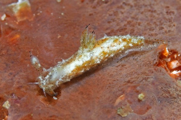 クロゴマフジタウミウシ