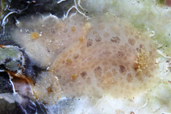 シミツキウミウシ