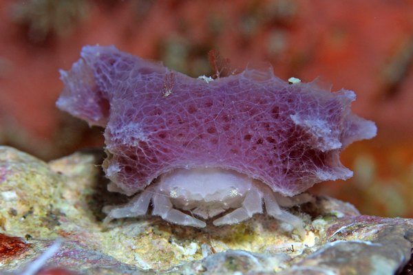 シカクイソカイカムリ