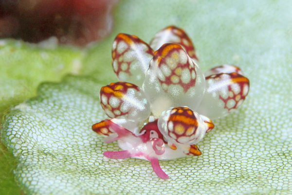 カノコウロコウミウシ