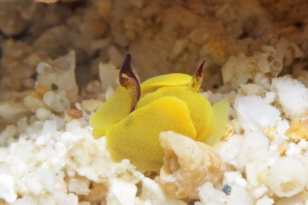 ダンボウミコチョウ