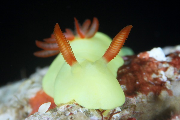 ラボウトウミウシ