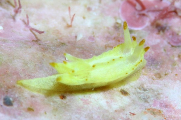 ゴニオドリデラ・ウニドンタ