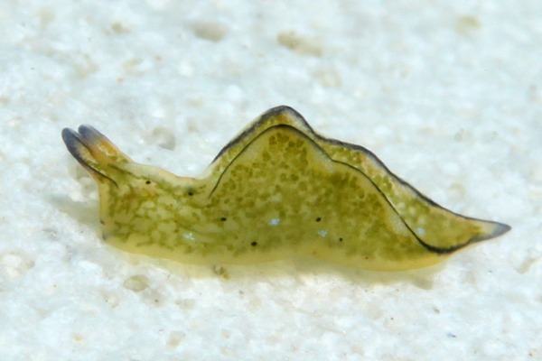 ゴクラクミドリガイ属の一種