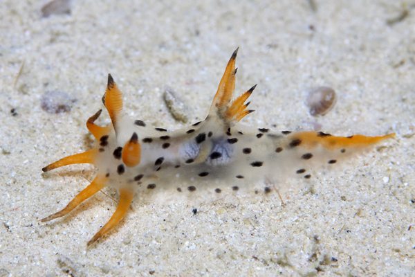 フジタウミウシ属の一種