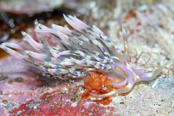 デンショクミノウミウシ