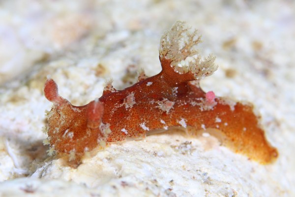 ベッコウヒカリウミウシ