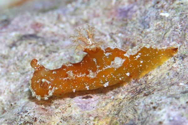 アカネヒカリウミウシ