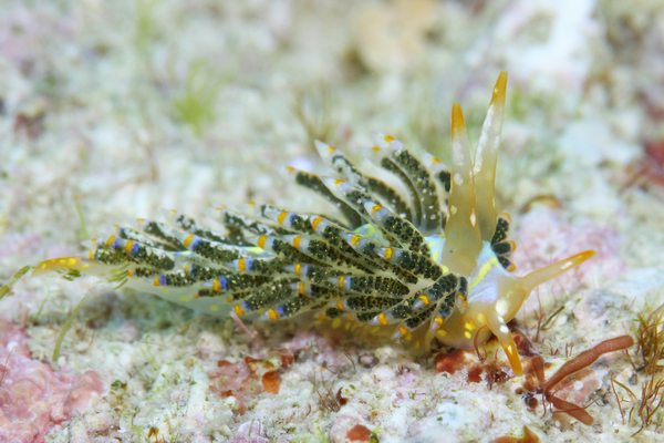 ゴシキミノウミウシ