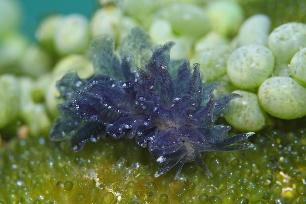 タマナウミウシ属の一種