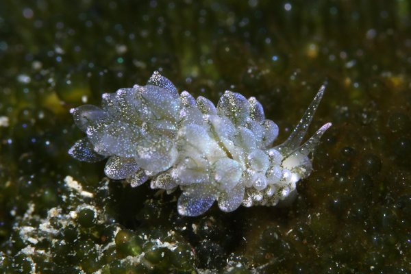 アリモウミウシ属の一種