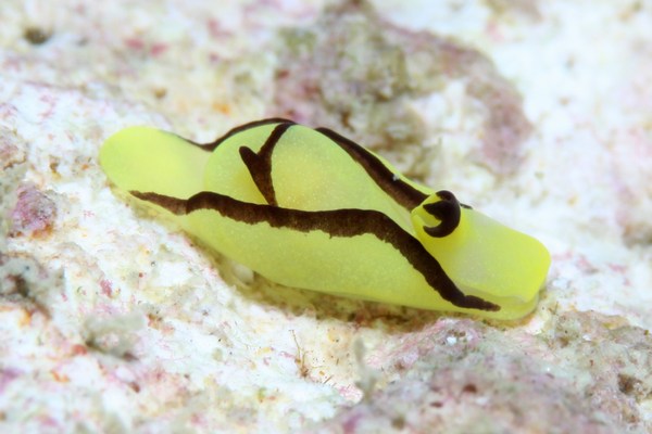 オレンジウミコチョウ