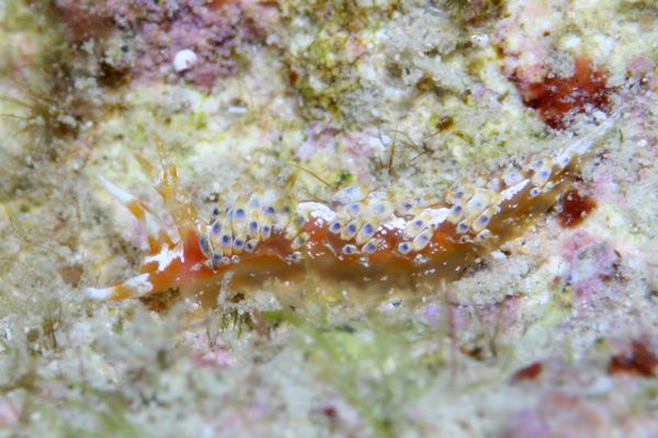 リンカミノウミウシ