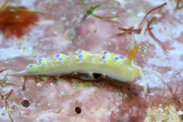 アオセンミノウミウシ