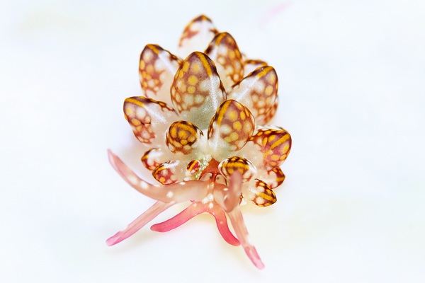 カノコウロコウミウシ