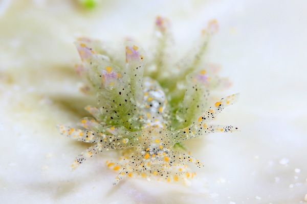 キホシウロコウミウシ