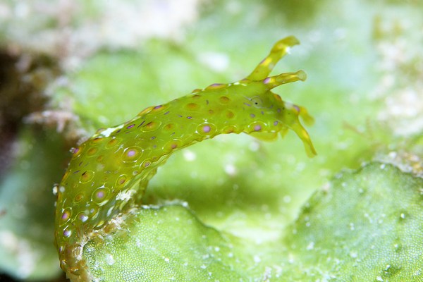 フサウミナメクジ