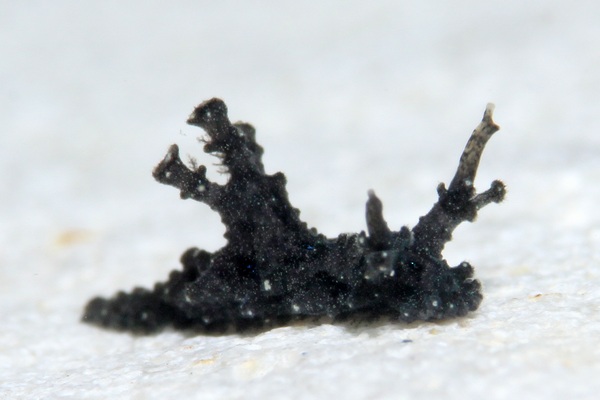 センニンウミウシ