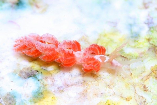 チゴミノウミウシ