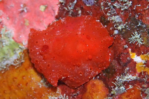 イチゴジャムウミウシ