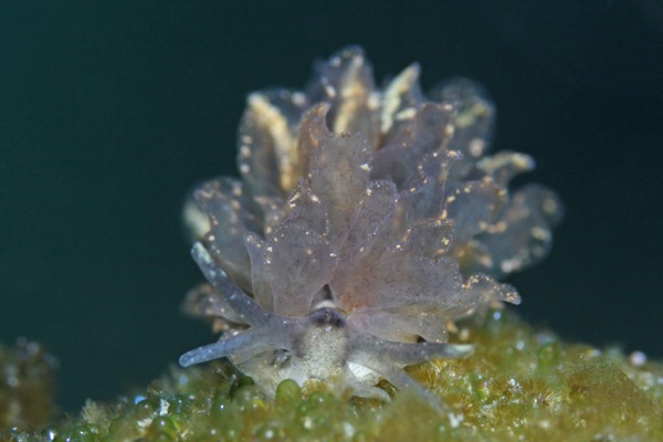 タマナウミウシ属の一種