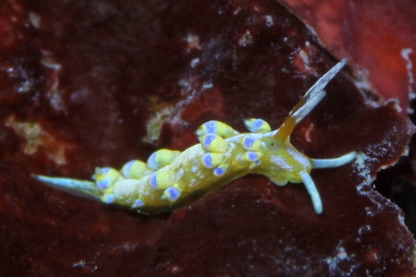 アオセンミノウミウシ