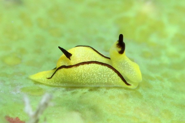 クロフチウミコチョウ