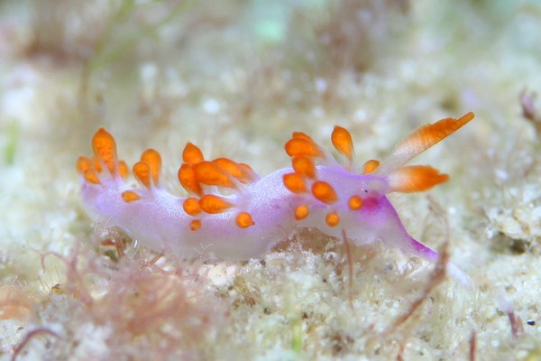 ルージュミノウミウシ