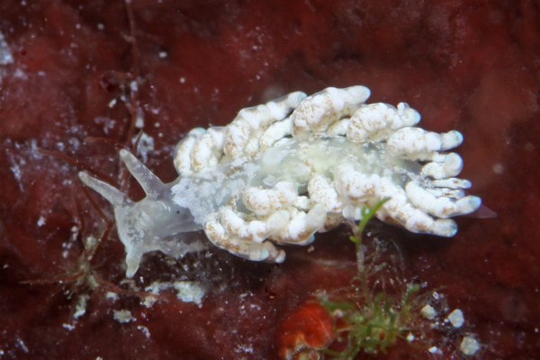 チビミノウミウシ