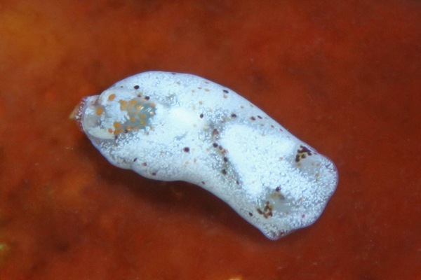 コクテンチョウチョウミドリガイ