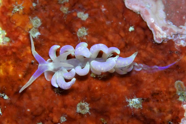 キッカミノウミウシ