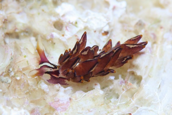 ノトアリモウミウシ